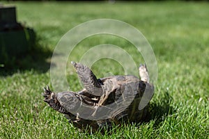 The land tortoise has fallen and is lying upside down on the grass. Trying to turn around