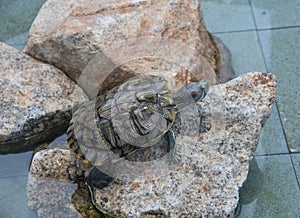 Land tortoises rear in the pond before releasing to sea.