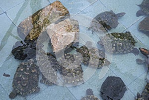 Land tortoises rear in the pond before releasing to sea.