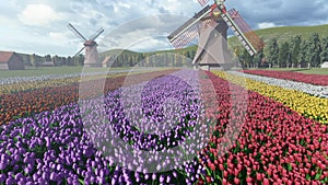 Land of tulips and windmills on a cloudy day