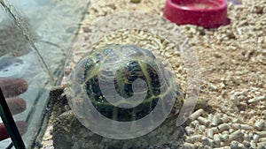 A land turtle in an aquarium