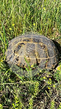 Land turtle is crawling in the steppe. The turtle is walking on the grass. Cute little turtle