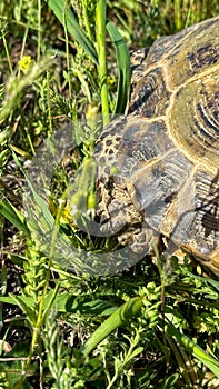 Land turtle is crawling in the steppe. The turtle is walking on the grass. Cute little turtle