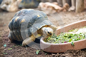 Países tortuga comer fresco verduras 