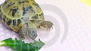 land turtle eating plant leaves, studio video, sick land turtle