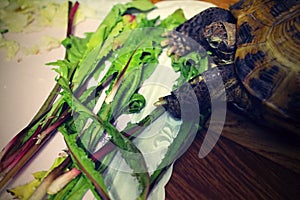 Land turtle eats green salat.