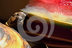 Land turtle eats watermelon in the sunlight.