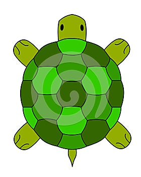 Land turtle illustration