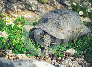 Land turtle Testudinidae, in Turkey in the province of Mugla in the spring
