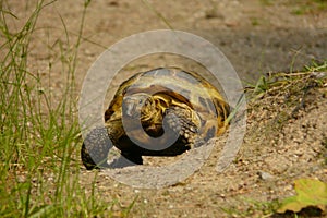 Land turtle tortoise (Testudo horsfieldii)