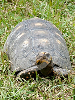 Land turtle with yellow spots