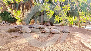 Land turtles are fed on a farm in Tunis