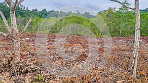 Land was cleared to be used as agricultural land