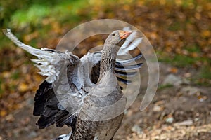 A landaise goose with flapping wings