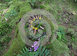 LandArt - circle of cones  leafs and flowers on a stump with green moss