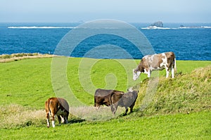 Landascapes of Ireland.  Malin Head in Donegal. Cows grazing photo