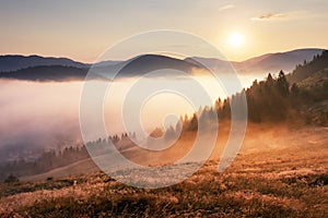 Landcape with sun, meadow, forest and mountain