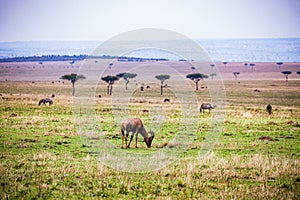 Landcruiser Wildlife Animals Mammals at the savannah grassland wilderness hill shrubs great rift valley maasai mara national game