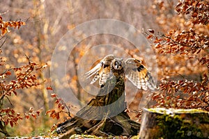 Landed Long-eared owl in autumn forest