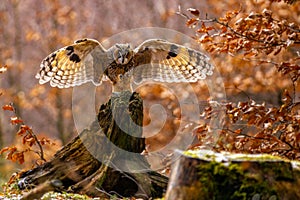 Almost landed Long-eared owl in autumn forest
