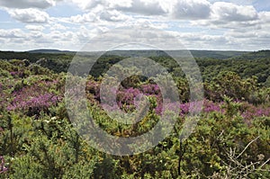 Landes de Liscuis at Bon Repos sur Blavet in Brittany