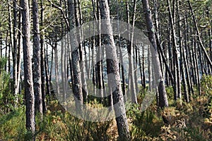 Landes forest