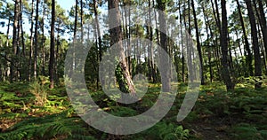 The Landes forest, Nouvelle Aquitaine, France