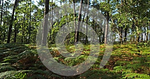 The Landes forest, Nouvelle Aquitaine, France.