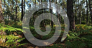 The Landes forest, Nouvelle Aquitaine, France.