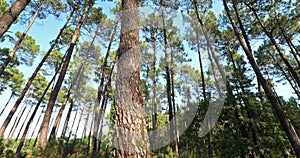 The Landes forest, Nouvelle Aquitaine, France.