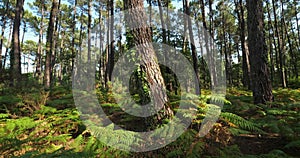 The Landes forest, Nouvelle Aquitaine, France.