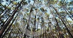 The Landes forest, Nouvelle Aquitaine, France.