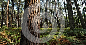 The Landes forest, Nouvelle Aquitaine, France.