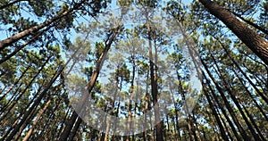 The Landes forest, Nouvelle Aquitaine, France.