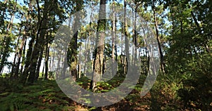 The Landes forest, Nouvelle Aquitaine, France