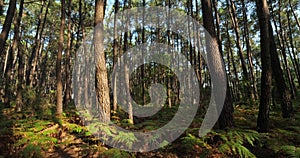 The Landes forest, Nouvelle Aquitaine, France.