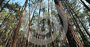 The Landes forest, Nouvelle Aquitaine, France.