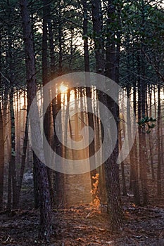 Landes forest in winter season