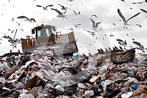 Landfill with birds