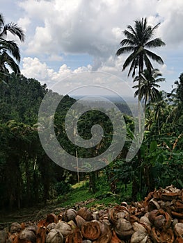 The landfill of the empty coconut shells on the cliff of the tropical mountain forest