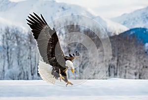 Landing Adult Bald Eagle