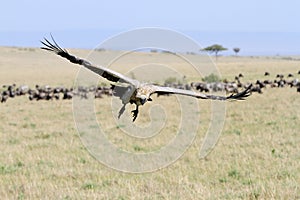 A landing African White-backed Vulture in Masai Mara Grassland