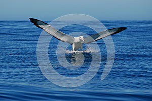 Landing Albatross- Front