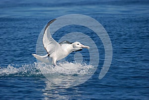 Landing Albatross- Side