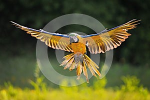 Landing blue-and-yellow Macaw - Ara ararauna in backlight