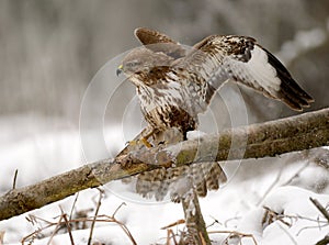 Landing buzzard