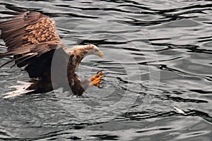 Landing claws out for grabbing