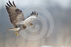 Landing Common buzzard Buteo buteo in the fields in winter snow, buzzards in natural habitat