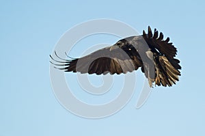 A landing Common Raven