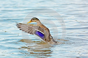 Landing duck